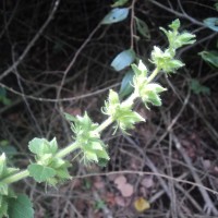 Anisomeles indica (L.) Kuntze